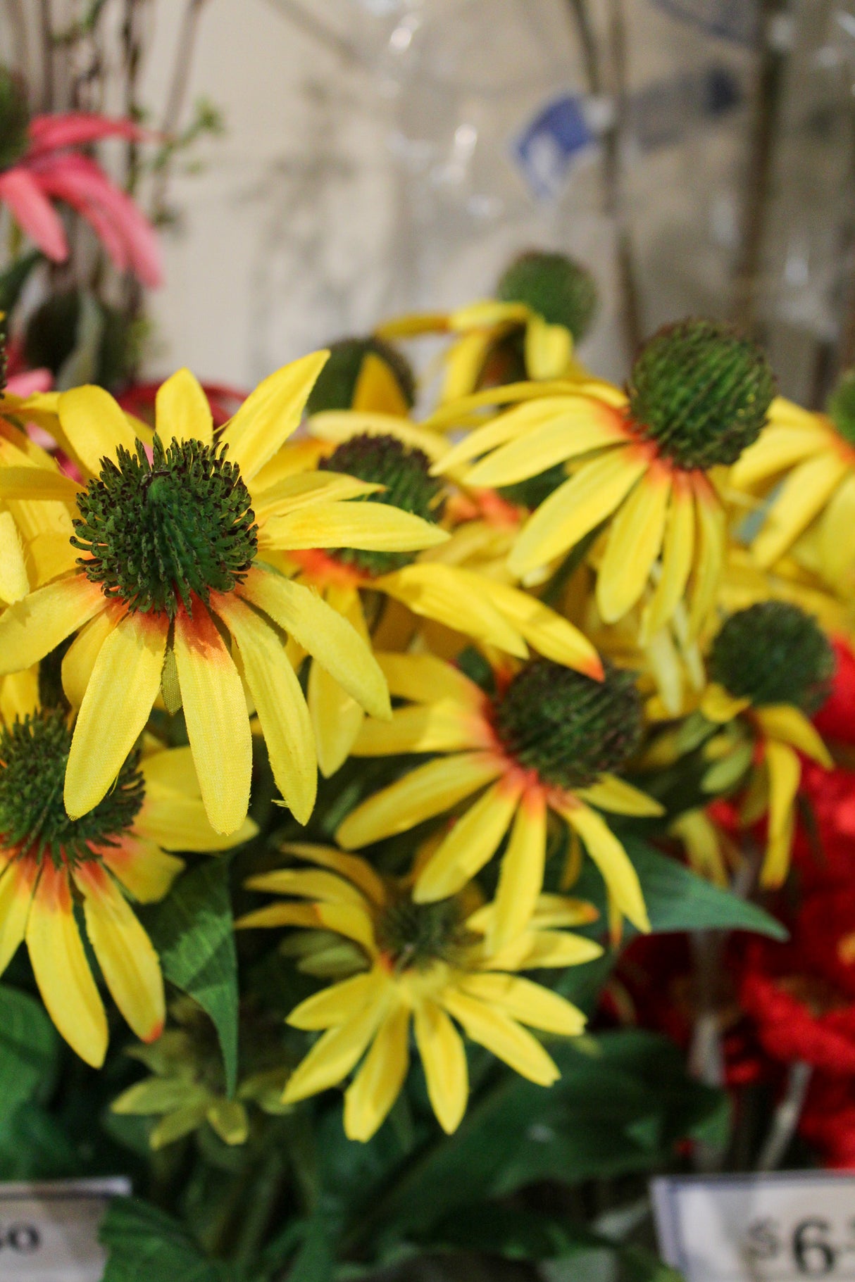 Yellow Echinacea Spray