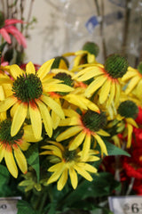 Yellow Echinacea Spray