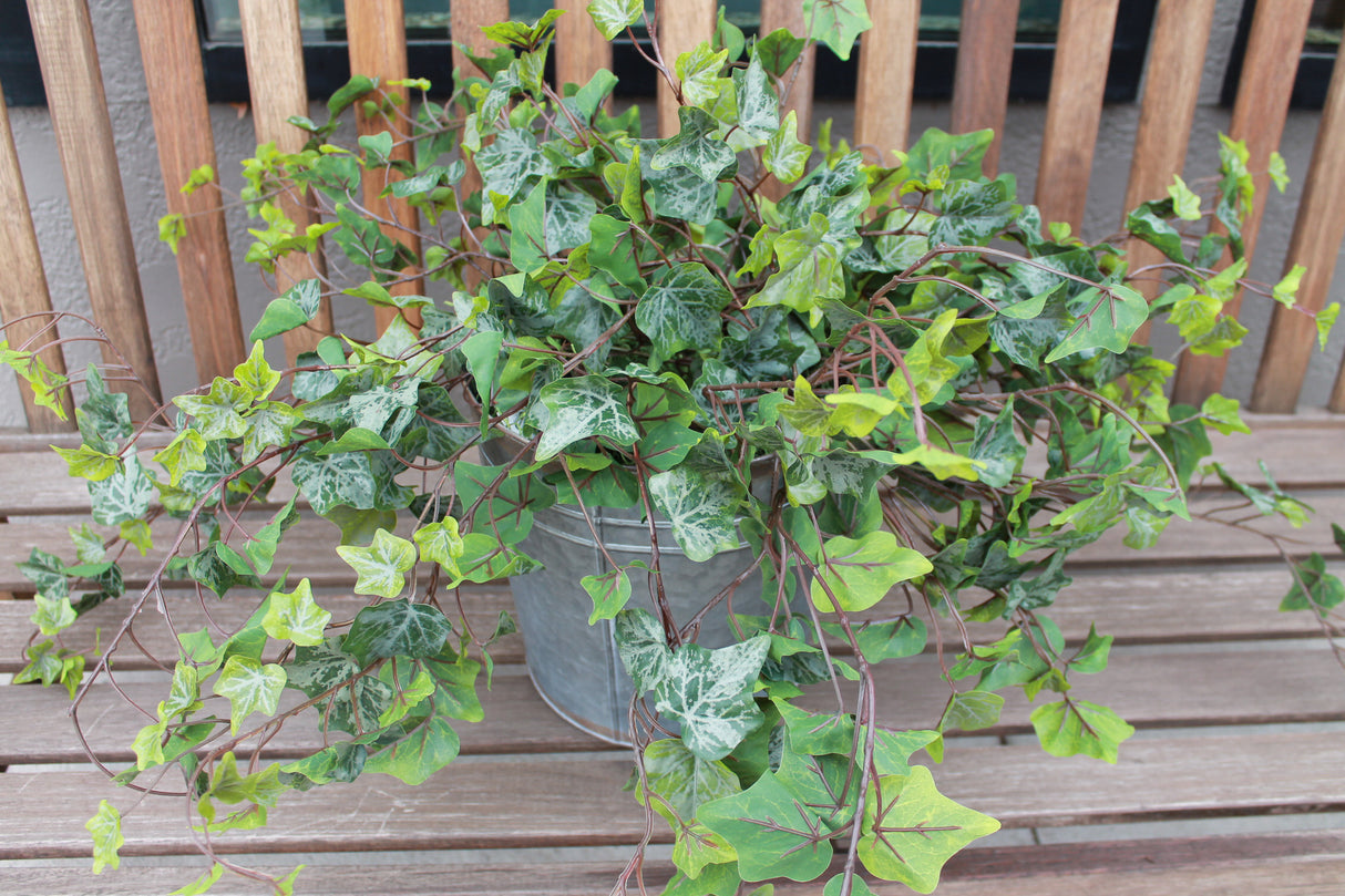 Frosted Garden Ivy Hanging Bush