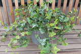 Frosted Garden Ivy Hanging Bush