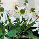 White Echinacea Spray