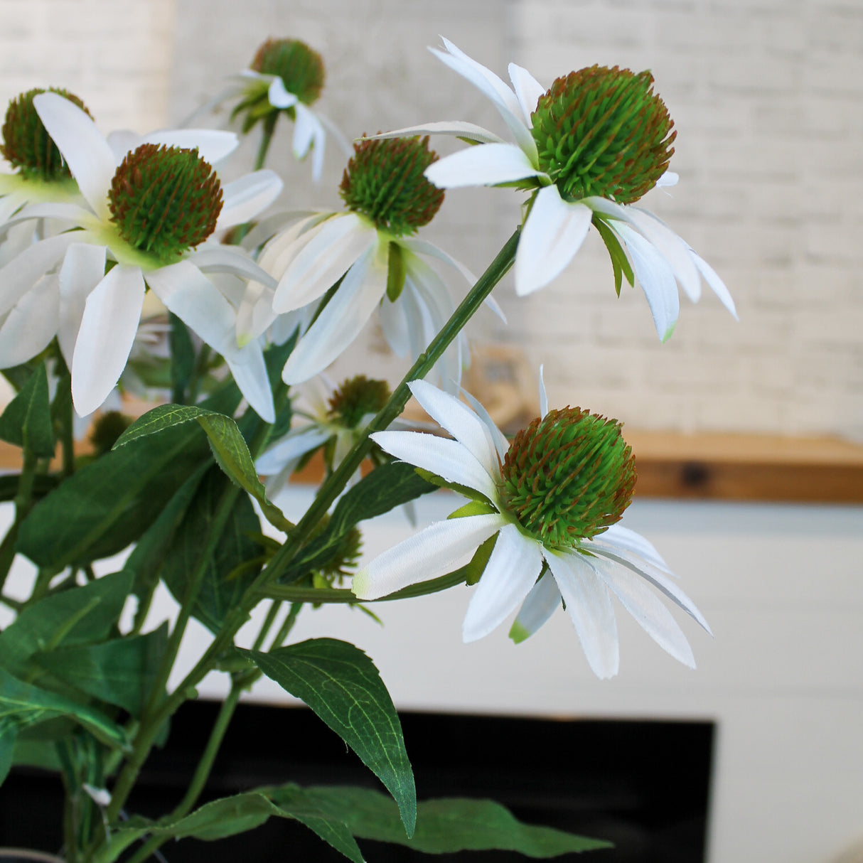 White Echinacea Spray