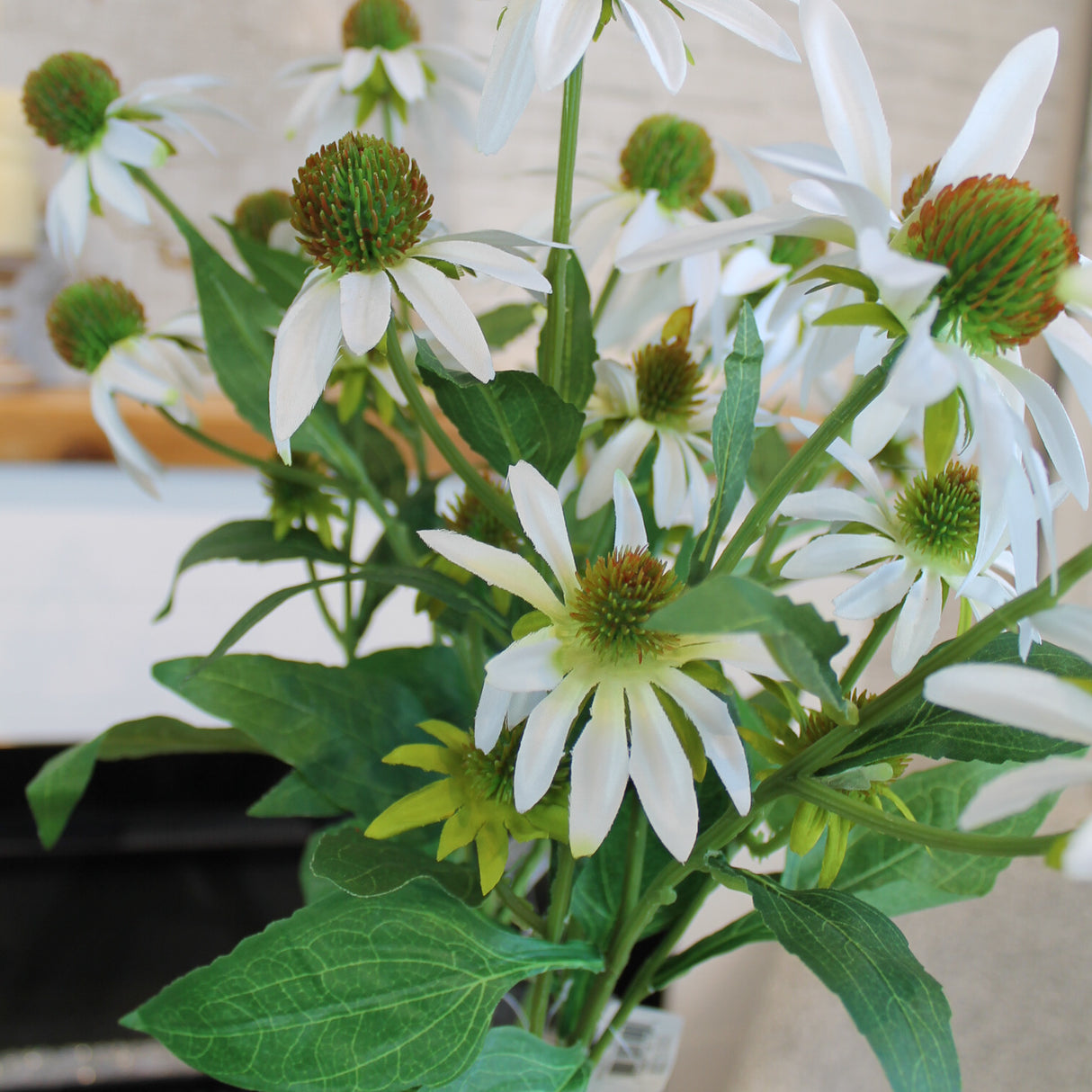 White Echinacea Spray