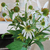 White Echinacea Spray