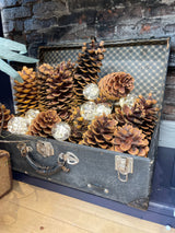 Large Sugar Pinecone