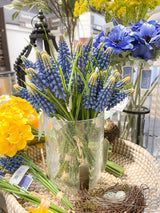 Blue Muscari Bundle