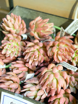 Coral Real Touch Senecio Pick