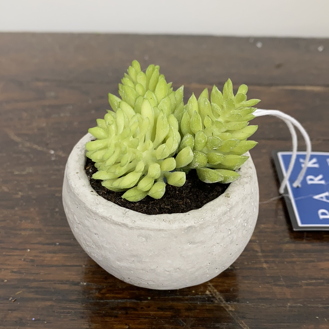 Mini Succulent In Cement Pot