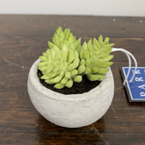 Mini Succulent In Cement Pot