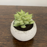 Mini Succulent In Cement Pot