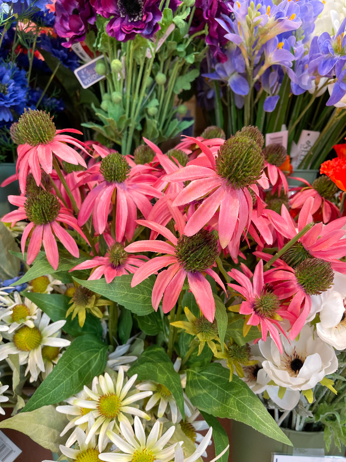 Cerise Echinacea Spray