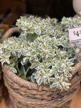 Snow On The Mountain Spray