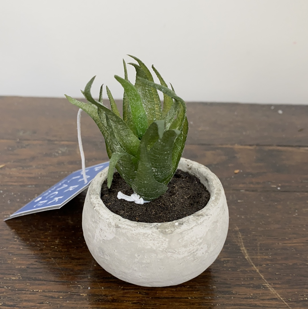 Mini Succulent In Cement Pot